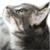 Cat Live Wallpaper HD