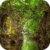 Bridge Reflection Live Wallpaper