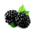 Benefits of Blackberry