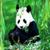 Real Panda Live Wallpaper