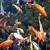 KOI Fish HD Live Wallpaper