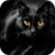 Gorgeous Black Cat LWP