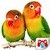 Educational Game Real Birds