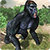 Angry Gorilla vs Dinosaur: Wild Jungle Battle