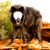 Animal Photo Editor