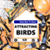 Attracting Birds