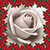 Best Roses Photo Collage Editor