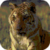 Tiger Resting Live Wallpaper