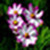 Flower photo  of wallpaper