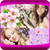 Beautiful Sakura Photo Collage