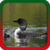 Loon Ringtones