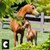 Ultimate Arabian Horse Sim
