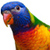 Parrot Jigsaw Puzzle