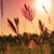 Nature Live Wallpaper 43