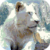 Beautiful White Lion Live Wallpaper