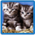 Kittens live Wallpaper