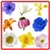 Anemone Flowers Onet Classic Game