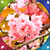 New Sakura Live Wallpapers