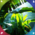 Newest  Jungle Live Wallpapers