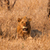 Wild Animal Live Wallpapers Free