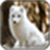 Arctic fox Image_1