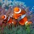 Underwater Clown Fish Live Wallpaper
