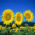 Sun flower trio wallpaper HD