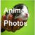 Adorable Animals Gallery