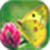 Butterfly Wallpaper_1