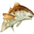 Carnivorous Fish Frenzy