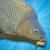 Carp Fishing Simulator ordinary