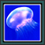 Live Wallpapers - Jellyfish