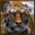 Wild Tiger Simulator