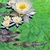 3D Alligator and Fish Pond LWP