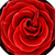 Nice Roses Photo Collage