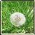 Magic Dandelion