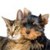 Dogs VS Cats Wallpaper