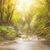 Forest Glow Live Wallpaper