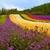 Flower Fields Landscape Wallpaper