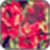 Flower Images_1
