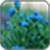 myosotis sylvatica Image_1