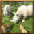 Angry Rhino Simulator