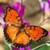 Best Butterfly Gallery