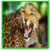 Most Dangerous Animal in the World