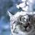 Funny Cat styles Pictures
