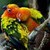 Colorful Parrots Live