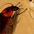 la real cucaracha