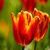 Beautiful Tulips HD Wallpaper