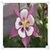 Columbine Flowers Onet Classic Game