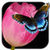 Tulip Wallpaper Tulip Flower